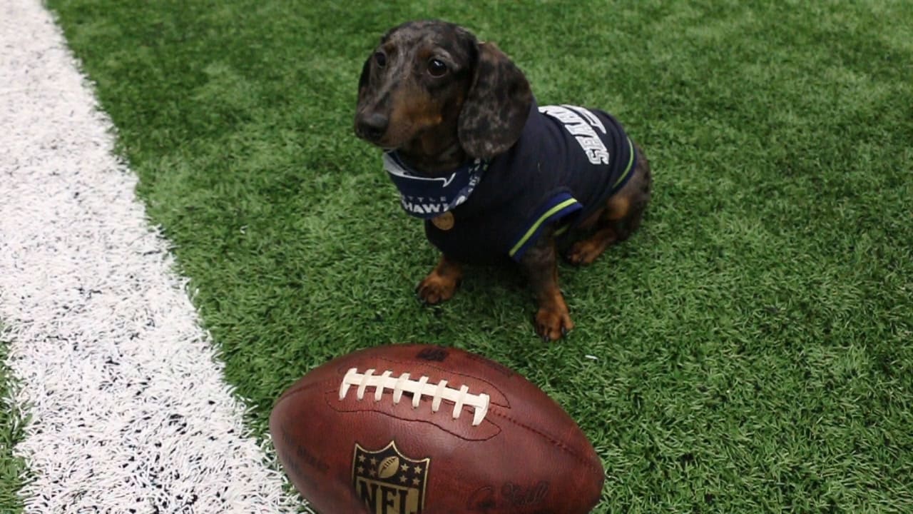 Race for Rescue Wiener Dog Archie Price