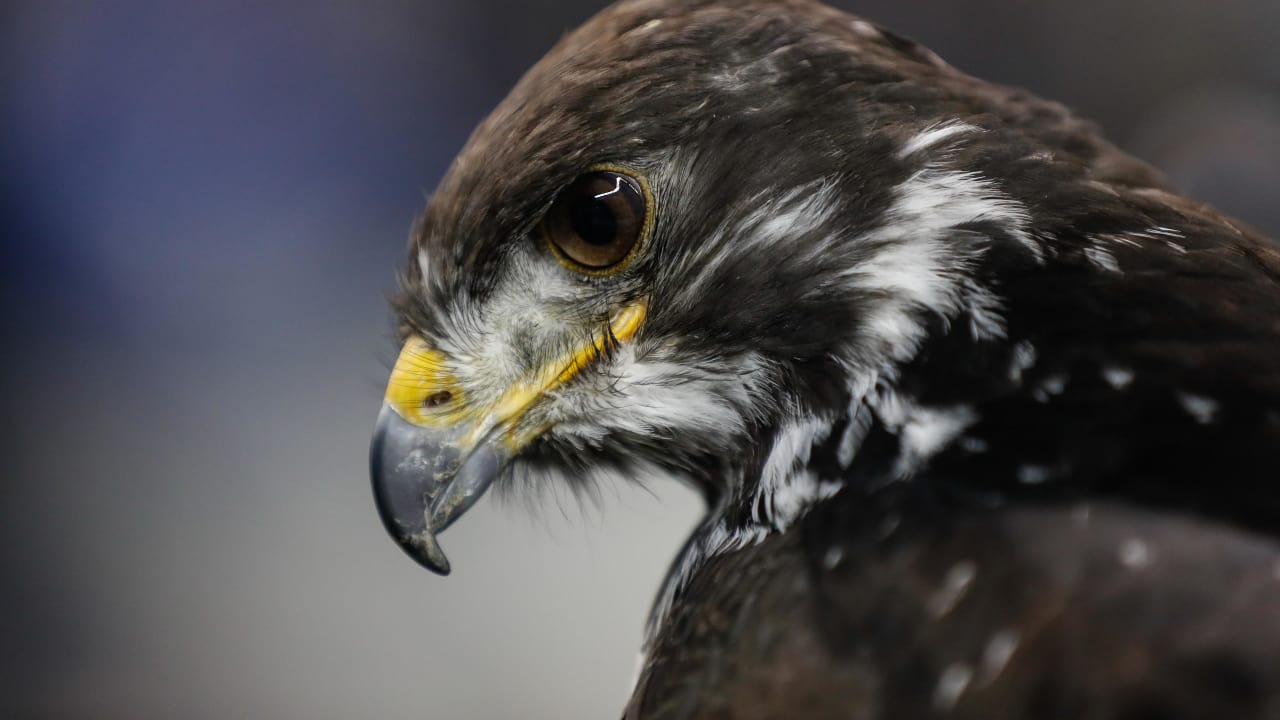 Taima the Hawk visits the Seahawks' new Valley Pro Shop