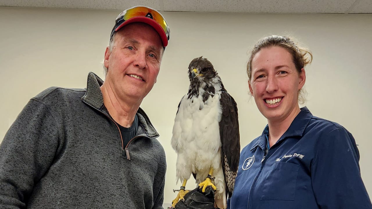 Seahawks' real-life hawk mascot, Taima, flies into the stands and