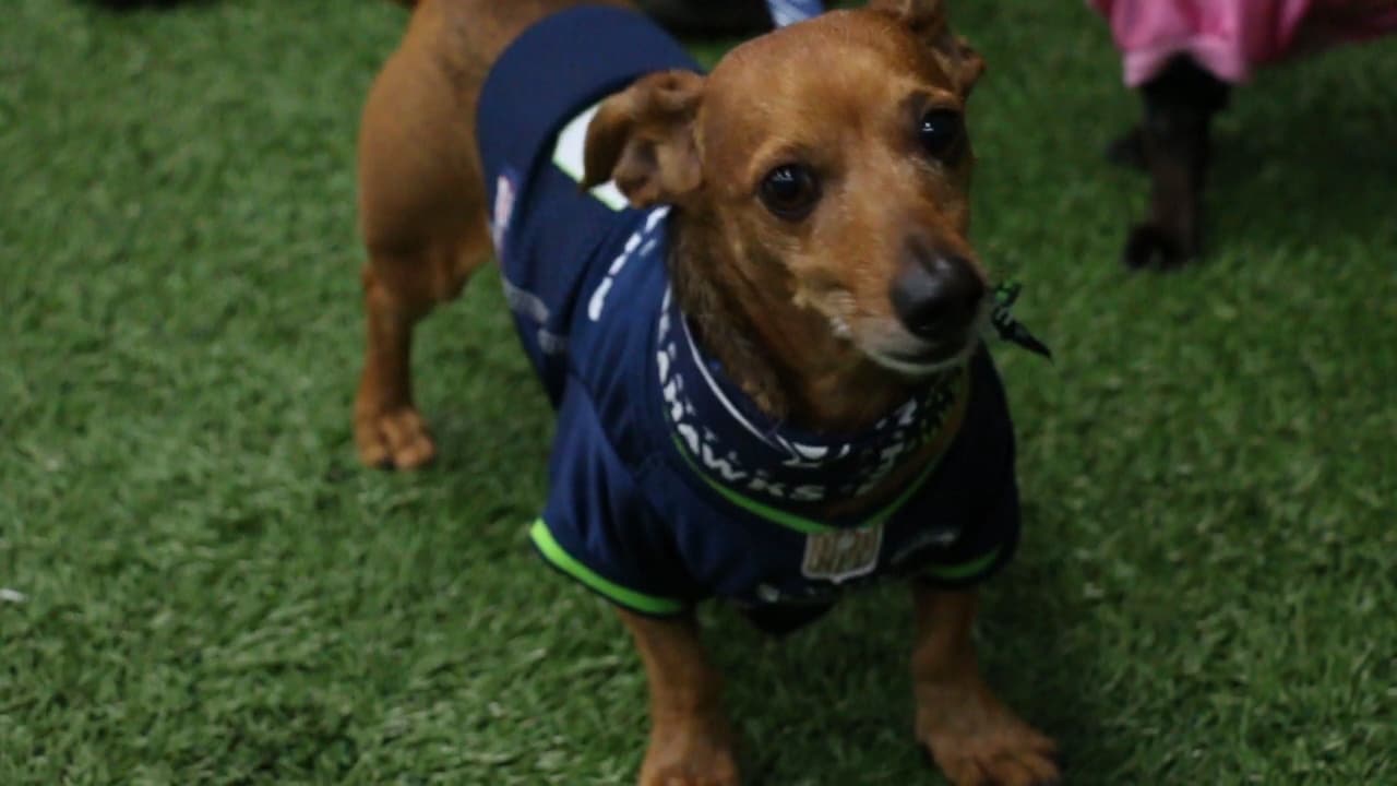 Race for Rescue Wiener Dog Archie