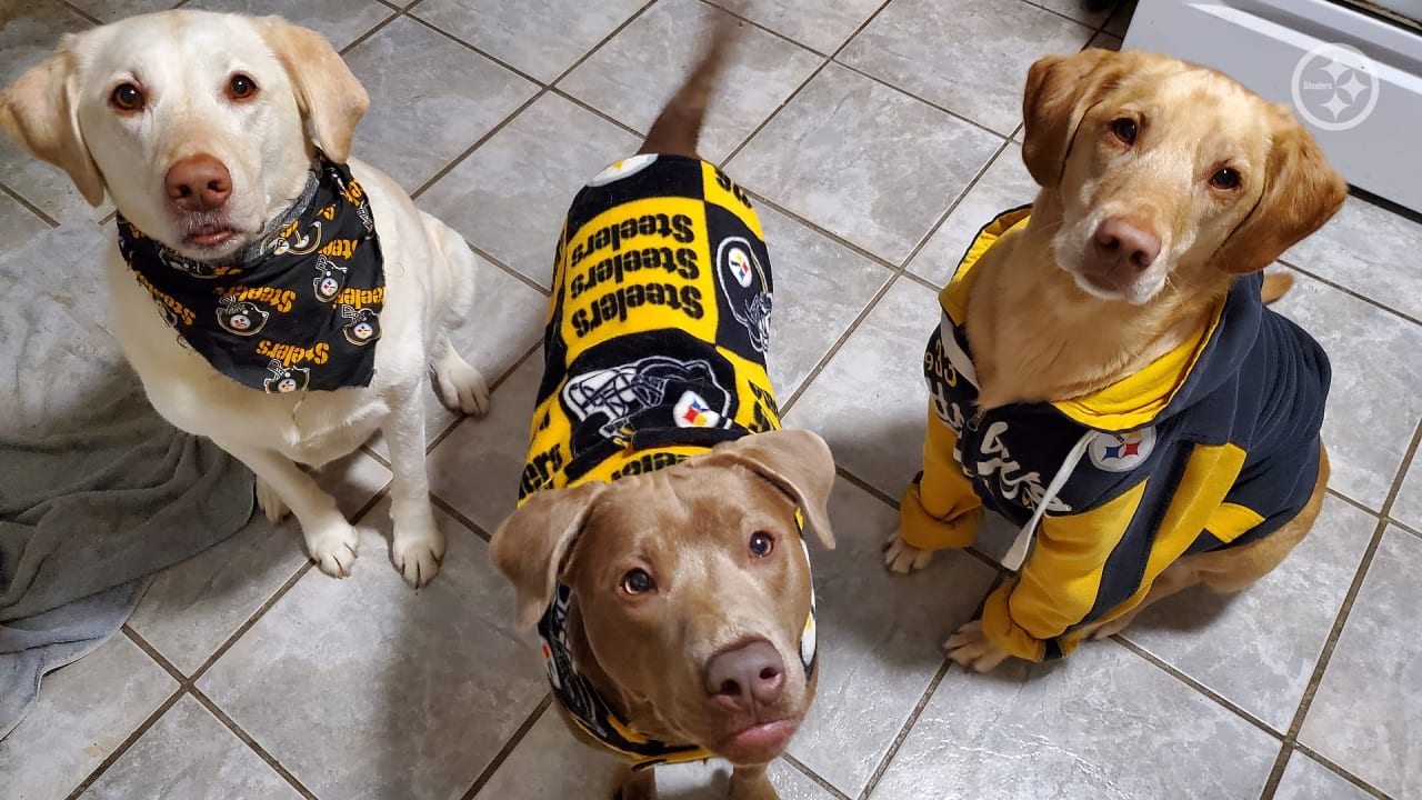 These #Steelers pets are pumped to - Pittsburgh Steelers