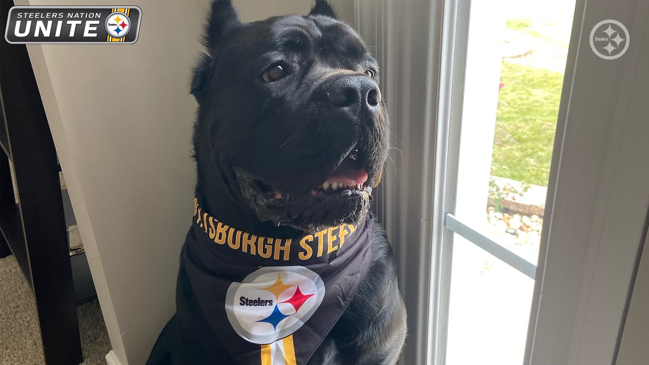 PHOTOS: My Steelers pet