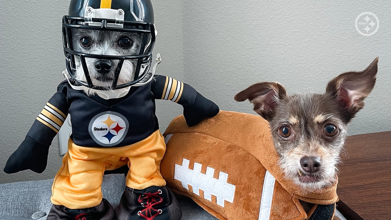 Steelers Dog Bag 