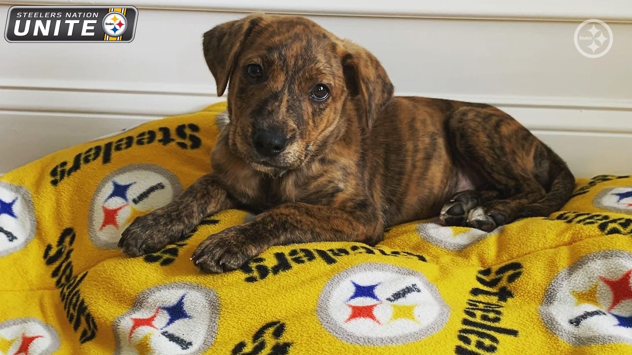 Nfl Dog Bed 