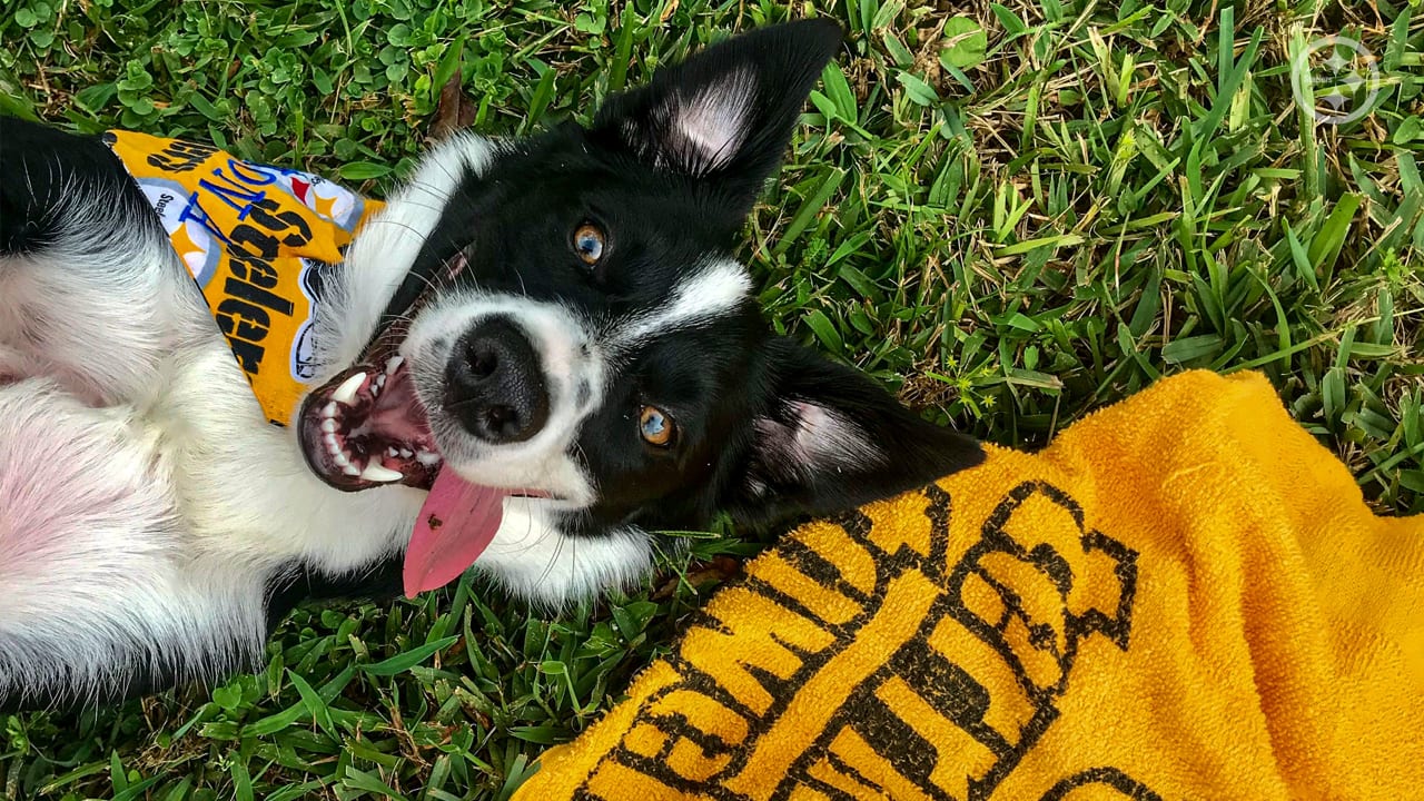 Showing off our #SteelersPets in honor of National Love Your Pet Day 