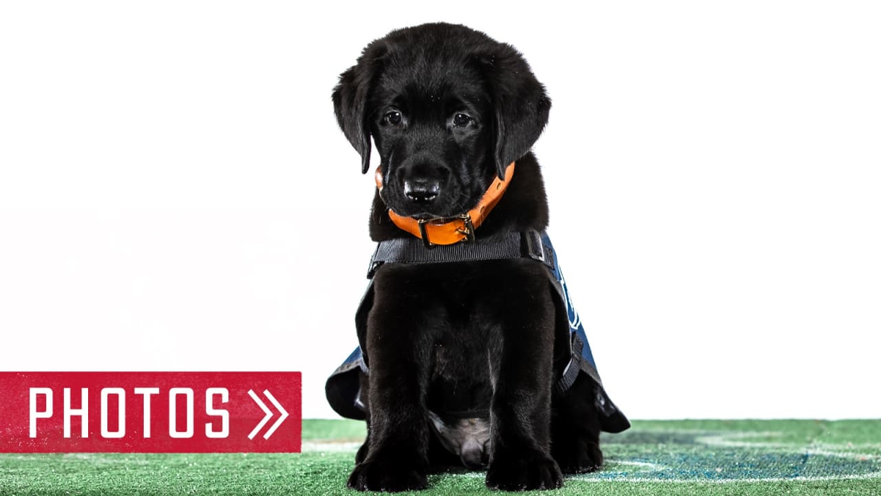 Major', Black Labrador puppy, becomes Philadelphia Phillies' new service  pup in training - 6abc Philadelphia