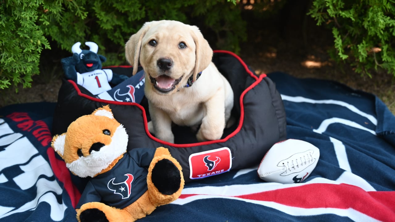 New Houston Texans puppy: Help name future service dog