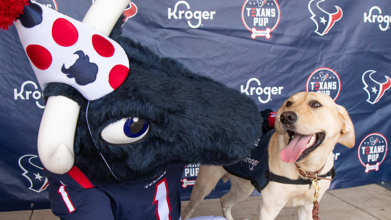 Kirby the Texans Pup