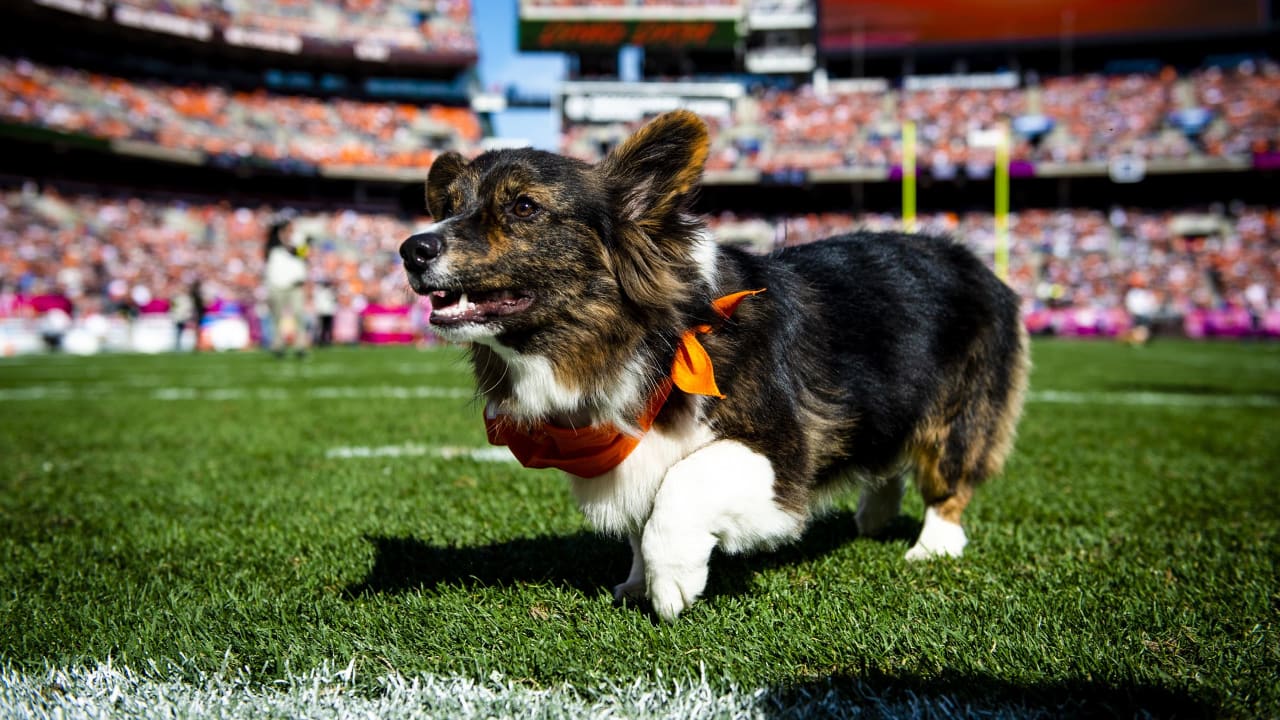 IMAGE DISTRIBUTED FOR NFL - A corgi dog dressed in Dallas Cowboys pet gear  participates in a fashion show at NFL Corgi Beach Day, Saturday, Oct. 28,  2017 in Huntington Beach, Calif. (