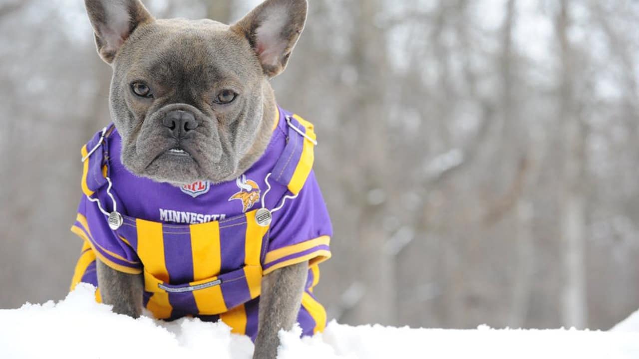 Vikings Fans Show Off #PurplePups on #NationalDogDay