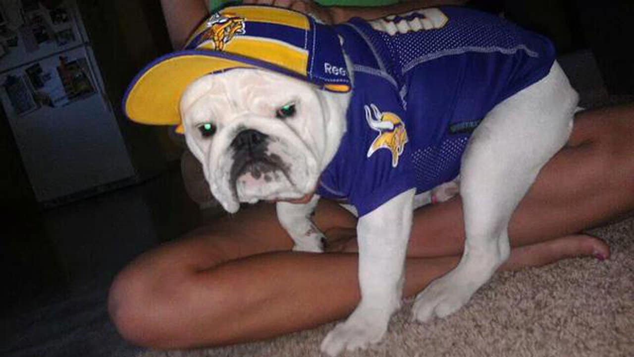 All Star Dogs: Cleveland State University Vikings Pet apparel and  accessories