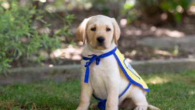 Minnesota Vikings Pet Puffer Vest