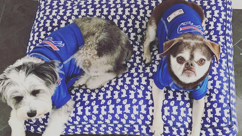 buffalo bills dog apparel