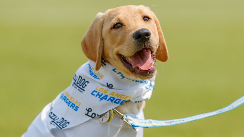 Los Angeles Chargers NFL Dog Jersey