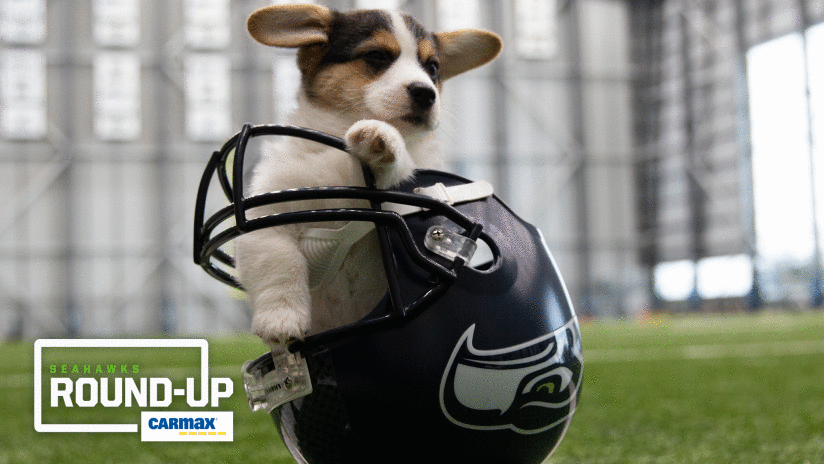 seahawks dog gear