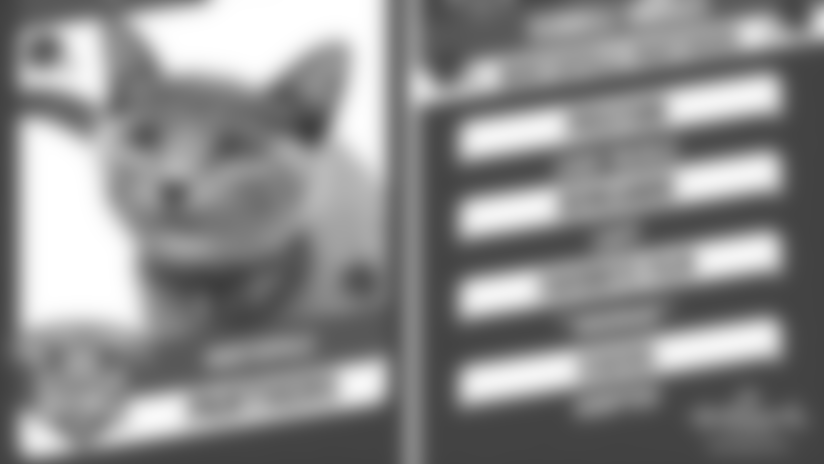 29_LFW_KittenBowl_instory.jpg