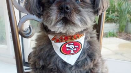 San Francisco 49ers Dog Jersey  Dog jersey, Dallas cowboys dog