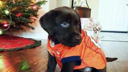 Denver Broncos on Twitter: Now THESE are some good #BroncosCountry pups!  58/10 if you ask us, @dog_rates. Fan 