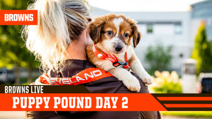 69 Puppies adopted from Puppy Pound at 2022 Browns Training Camp