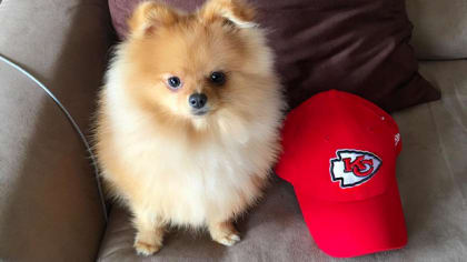 We are ready for some football!  Pomeranian puppy, Panthers, Pomeranian