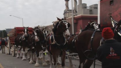 Budweiser Clydesdales headed to South Point ahead of race day