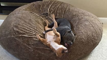 Packers fans celebrate National Puppy Day