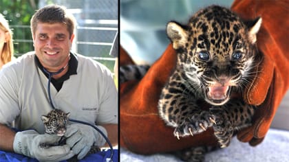 New Jaguars cub at Jacksonville Zoo selects Jags as winner over