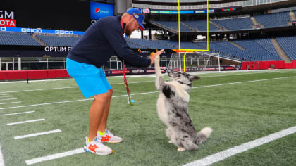 NFL dogs at practice and on the field