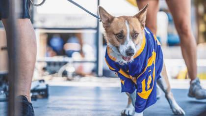 Los Angeles Rams - Happy #InternationalDogDay to Cooper Pupp! Pupp is  training with Shelter to Soldier to become a pawesome service dog for a  deserving veteran! 