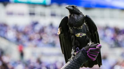 M&T Bank Stadium Tours  Baltimore Ravens –