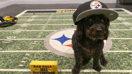 Pittsburgh Steelers on X: Just a dawg on #NationalDogDay https