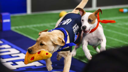 Houston Texans' puppy finally has a name after fan votes