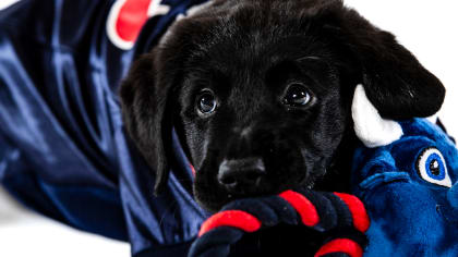 All Star Dogs: Winnipeg Jets Pet Products