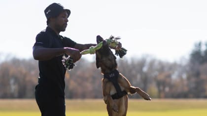 Chad Greenway's Dog Took Fast Track to Family's Hearts