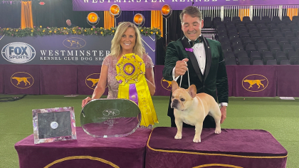 National Dog Show 2022: French Bulldog partially owned by Chargers DL  Morgan Fox wins top honor 