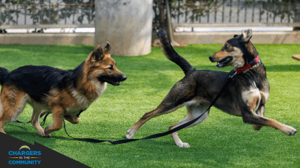 Second City Canine Rescue - Are you ready for some football 