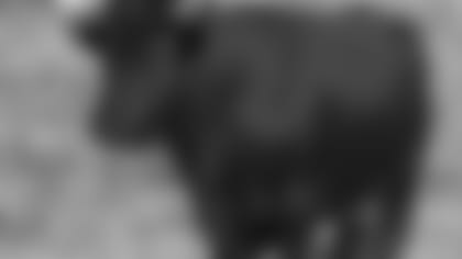 07_Byrne_Bull_instory.jpg