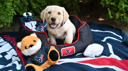 The Houston Texans in partnership with Kroger today announced a joint collaboration with America s VetDogs to name and train a future service dog that will be placed with a veteran or first responder