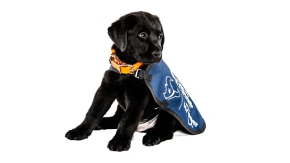 Houston Texans and Kroger partner with America's VetDogs to raise second  future service dog