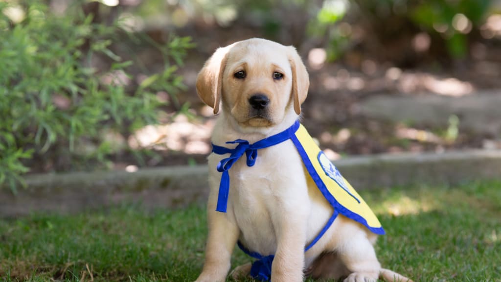 San Diego Chargers Host Dog Draft For Shelter Pups Needing A Forever  Team