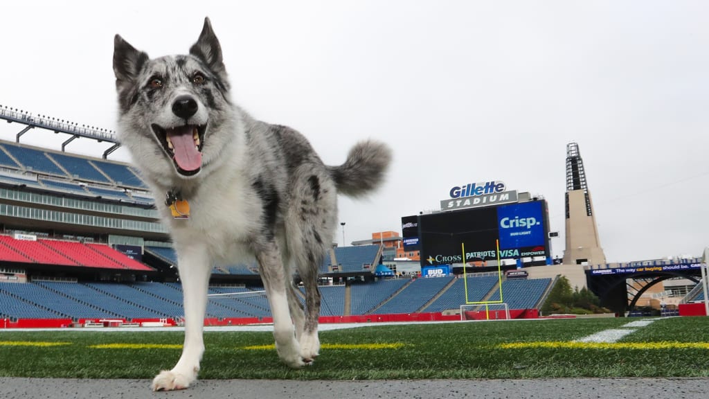 Meet Boyd: Gillette Stadium field crew's newest (and goodest) employee