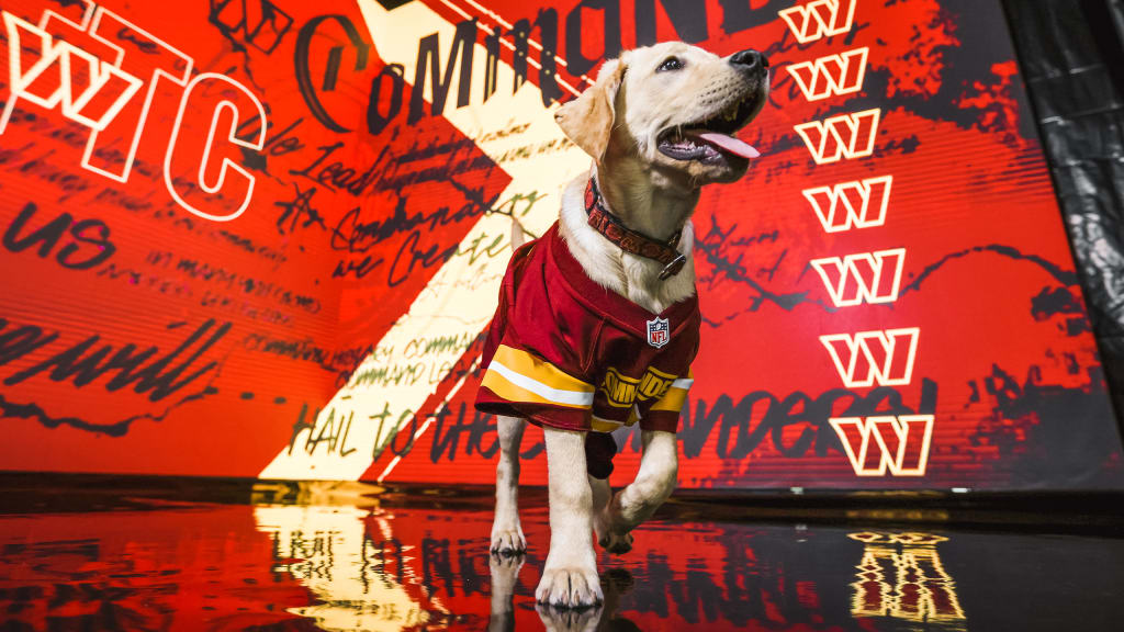 Washington Commanders announce new team dog, Goldie, in