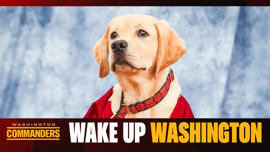 Washington Commanders announce new team dog, Goldie, in