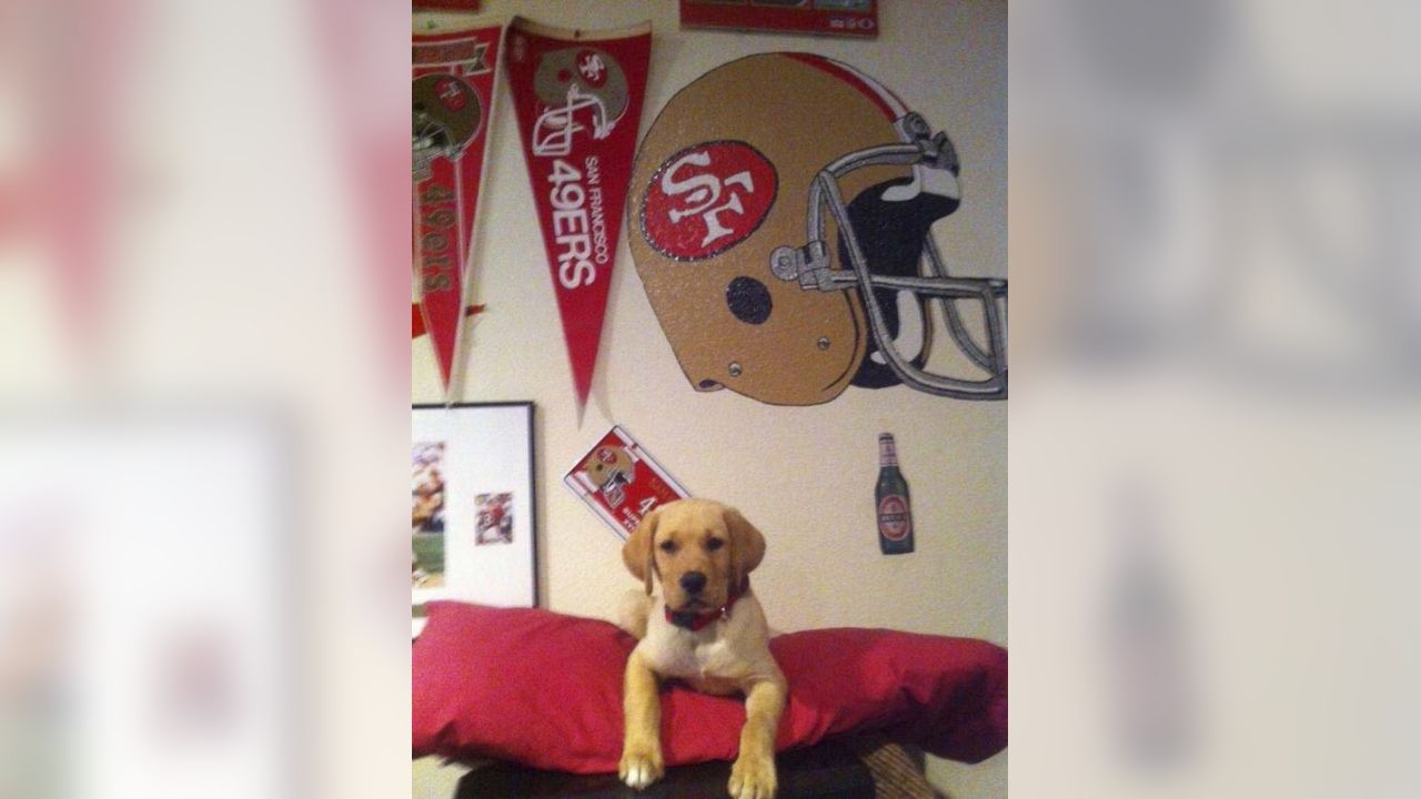 49ers Dog 