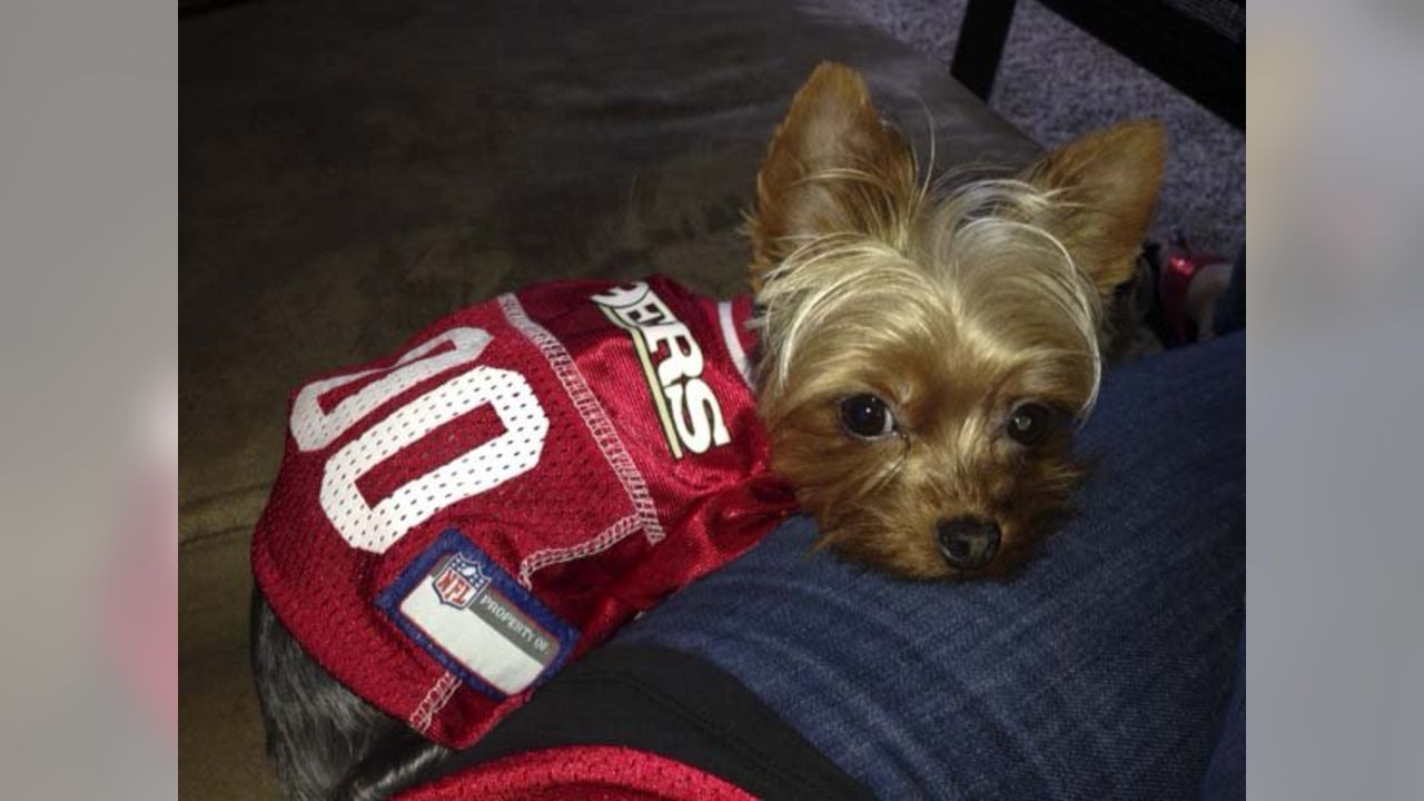 49ers Fan!  San Francisco 49ers NFL Performance T-Shirt for Dogs –  UKUSCAdoggie