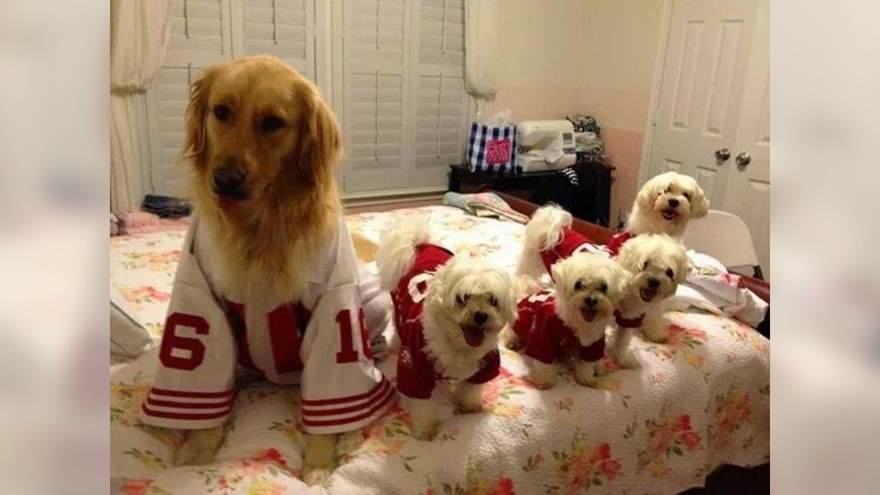 niner jersey for dogs