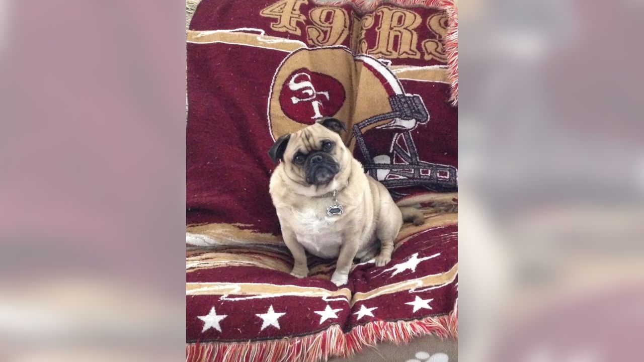 110 Dog ideas  49ers football, sf 49ers, san francisco 49ers