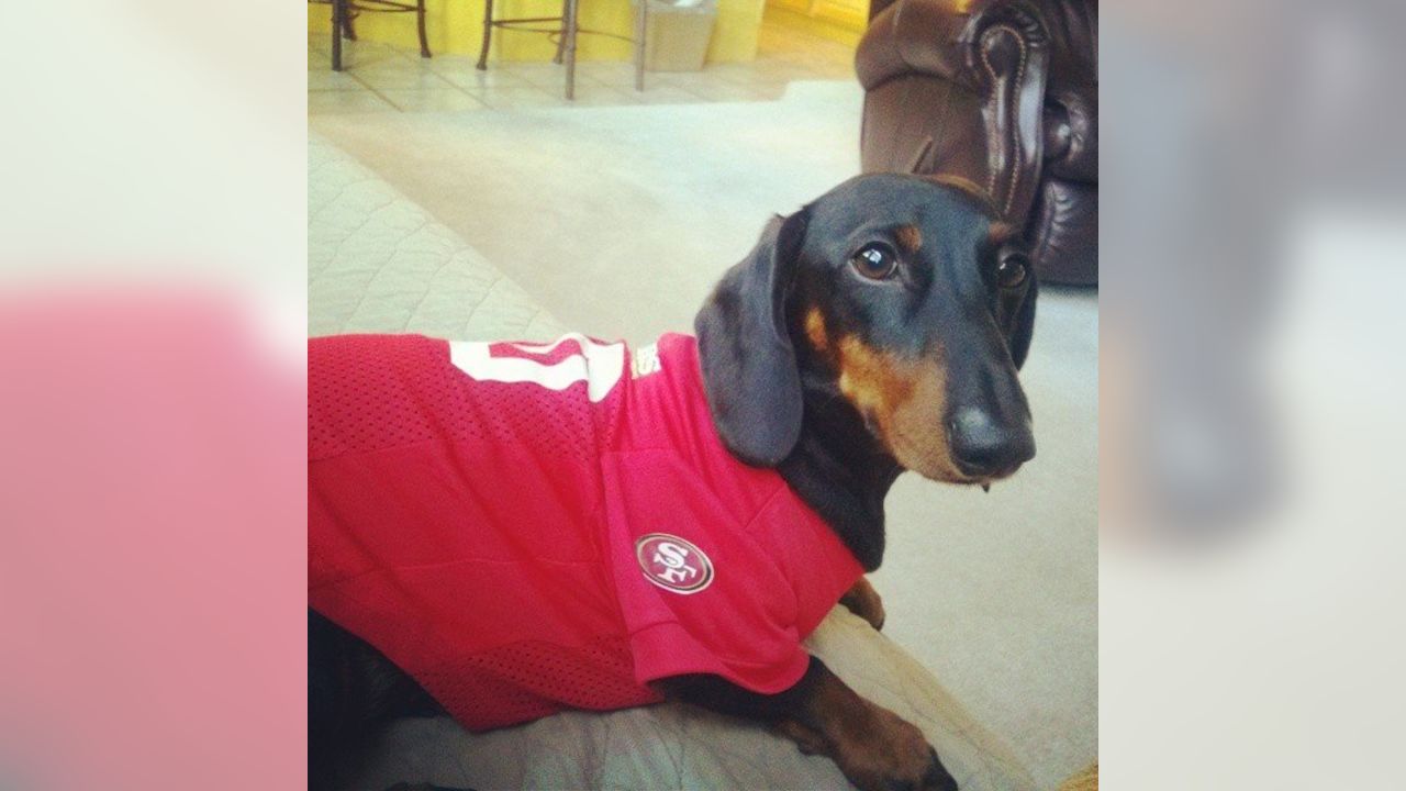 Dog Pictures from 49ers Fans