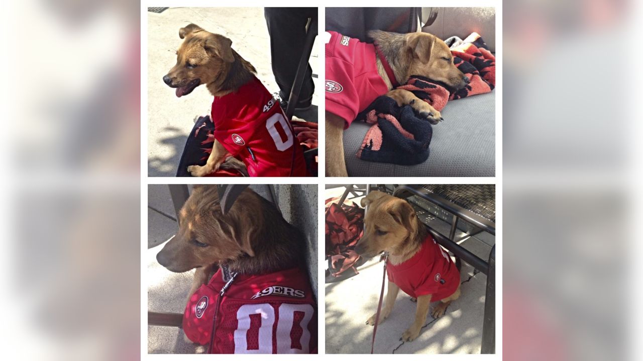 Dog Pictures from 49ers Fans