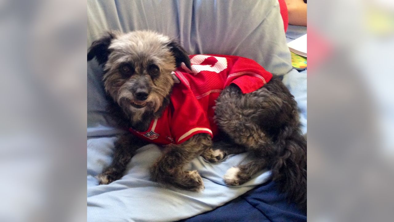 San Francisco 49ers Dog Sweater – Athletic Pets